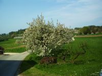 60 Osterbrunnentour durchs bluehende Wisenttal